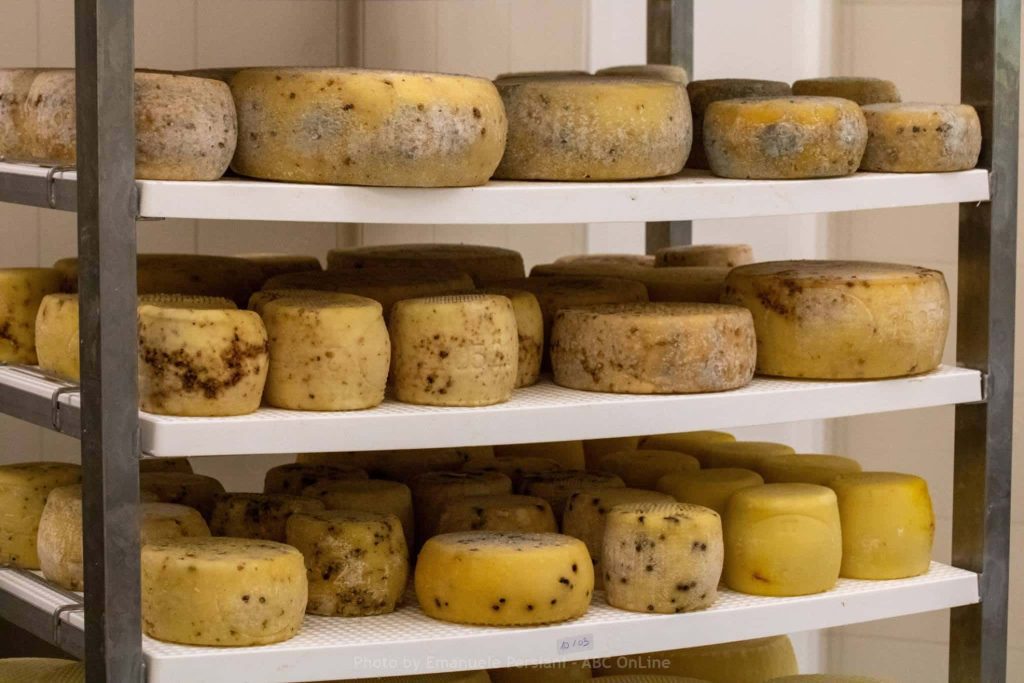 Pecorino di montagna di Norcia
